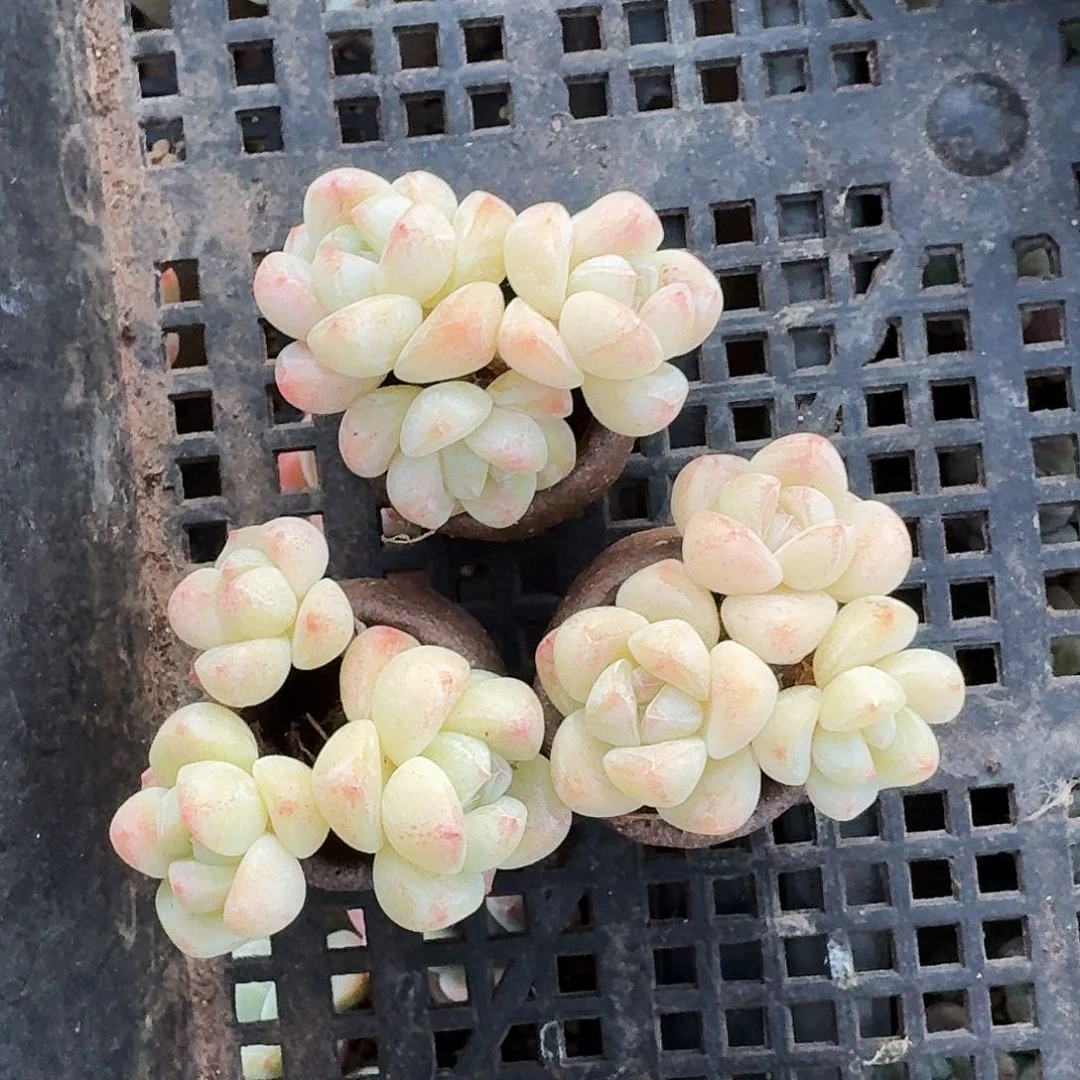 月*卡卡米白底冰玉群生多肉