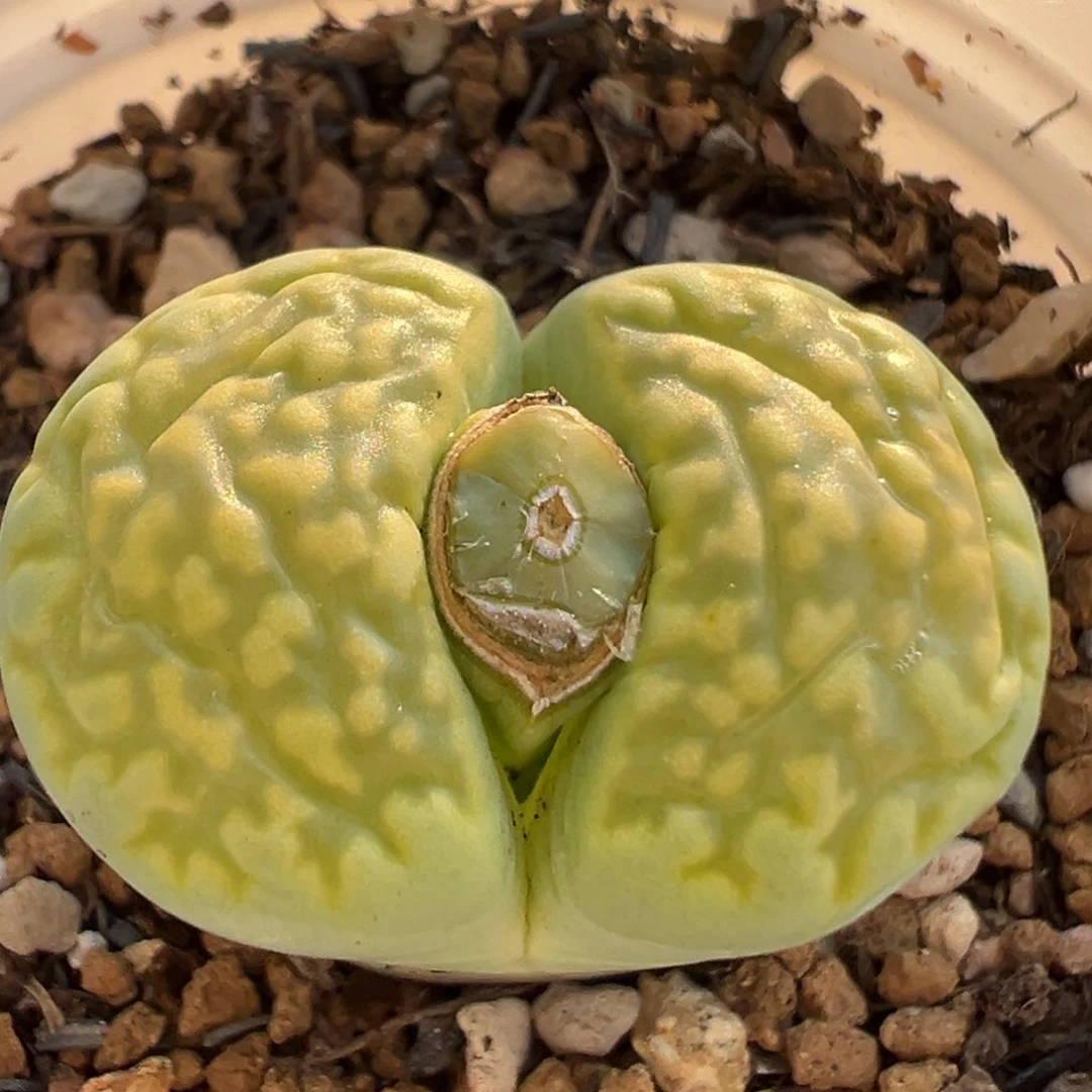 136多肉植物百科知识