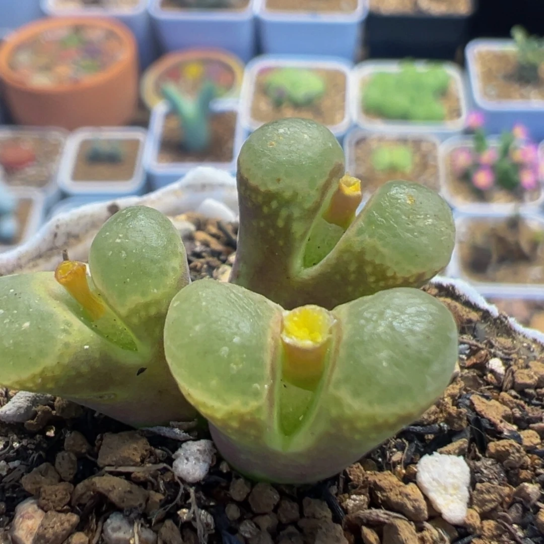 89多肉植物百科植物