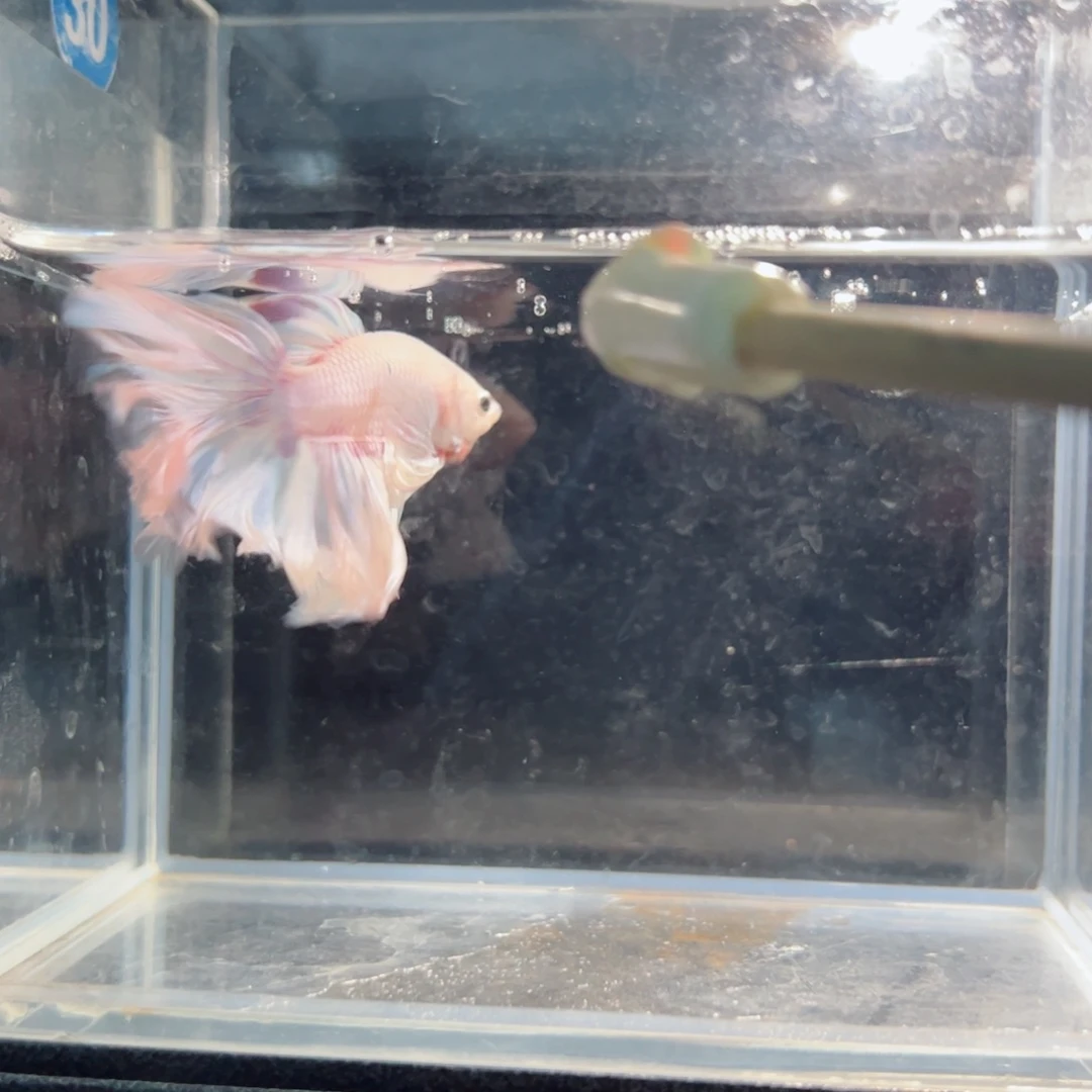 斗鱼浅色仙仙裙特殊尾