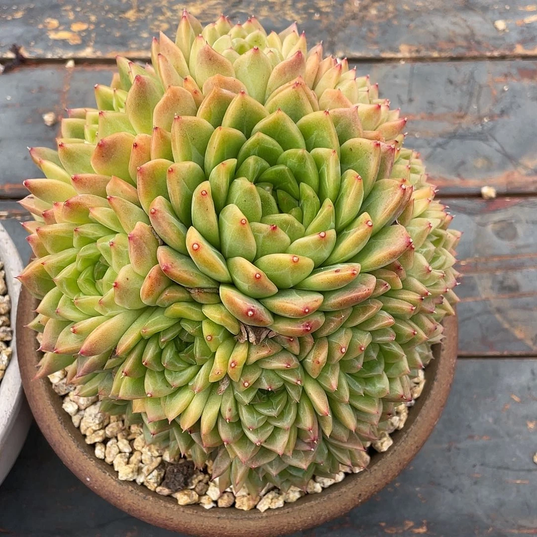 多肉植物一物一拍