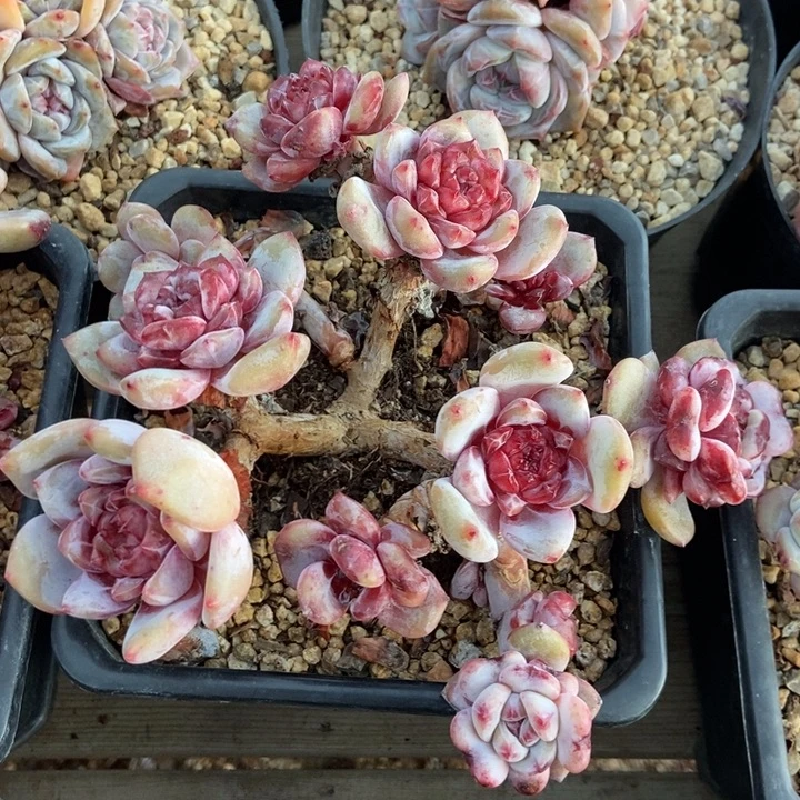 树型珍妮心超红烧了