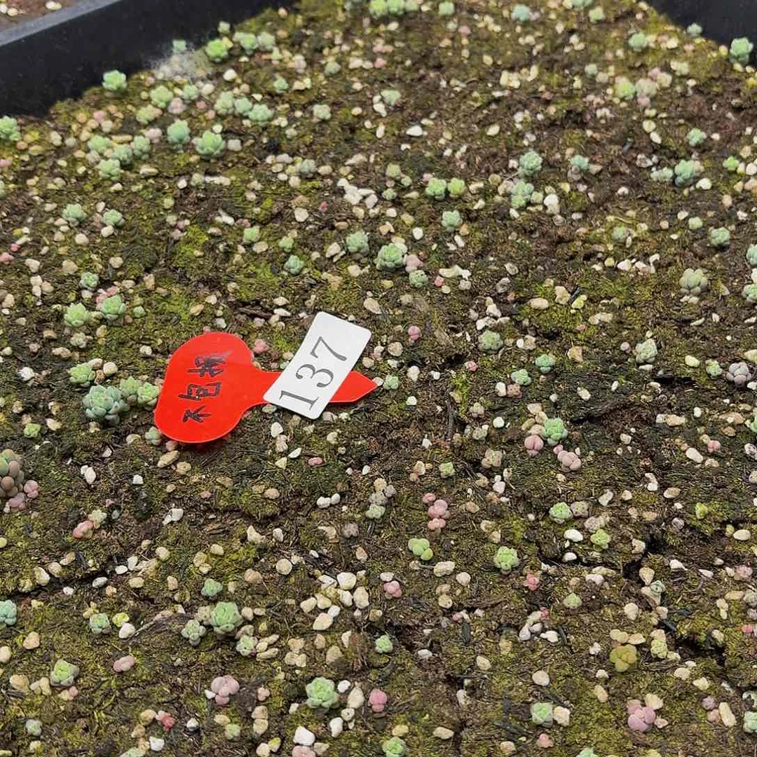 多肉植物多肉植物137
