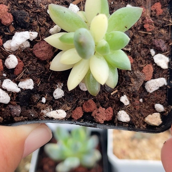 红蜻蜓白拉丝锦01