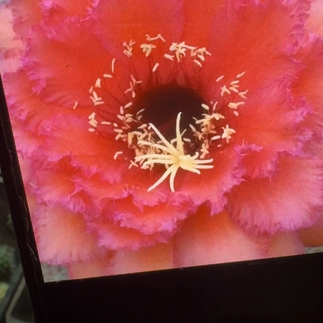 荣耀自花侧芽5公分毛花柱
