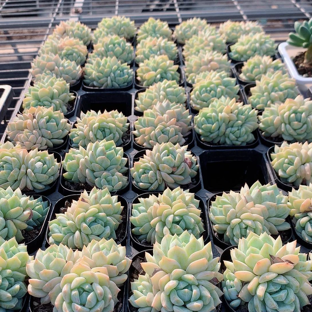 韩版劳林44777777777777