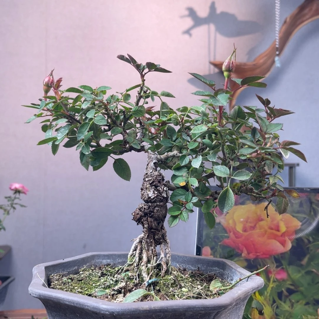 F***W少量花朵（建议范围：2朵-5朵 或40%以下）