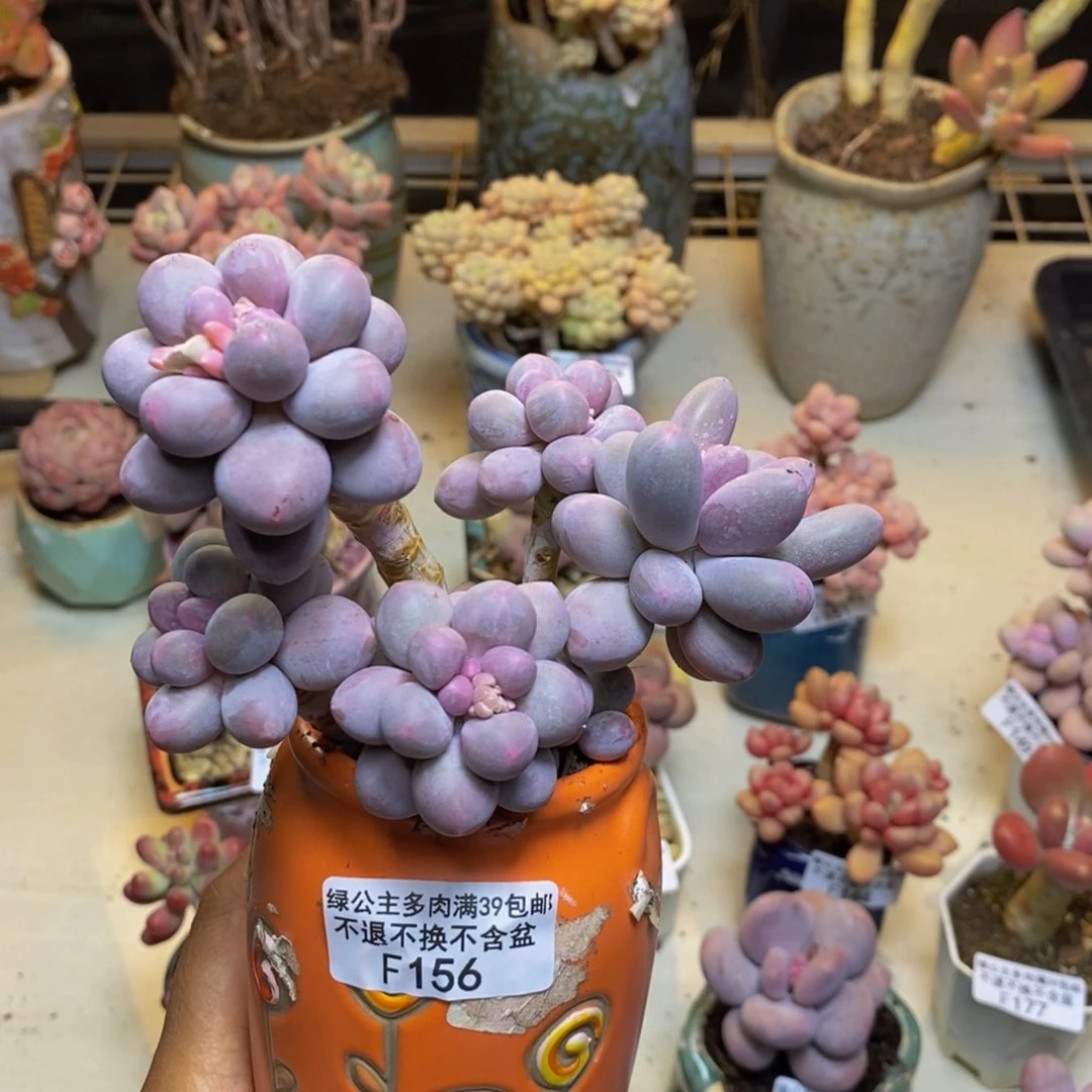 不****一156香水手指奶多肉9c m