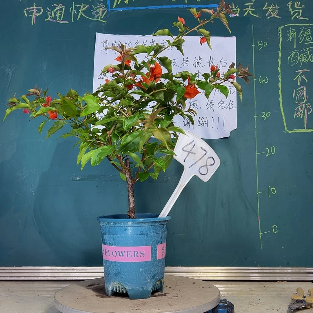 当前无花栽培后可以开花 热火桑巴 478