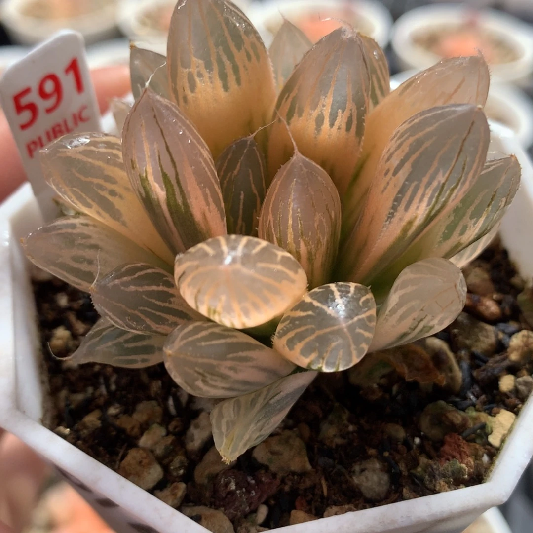 以实际为准591胭脂