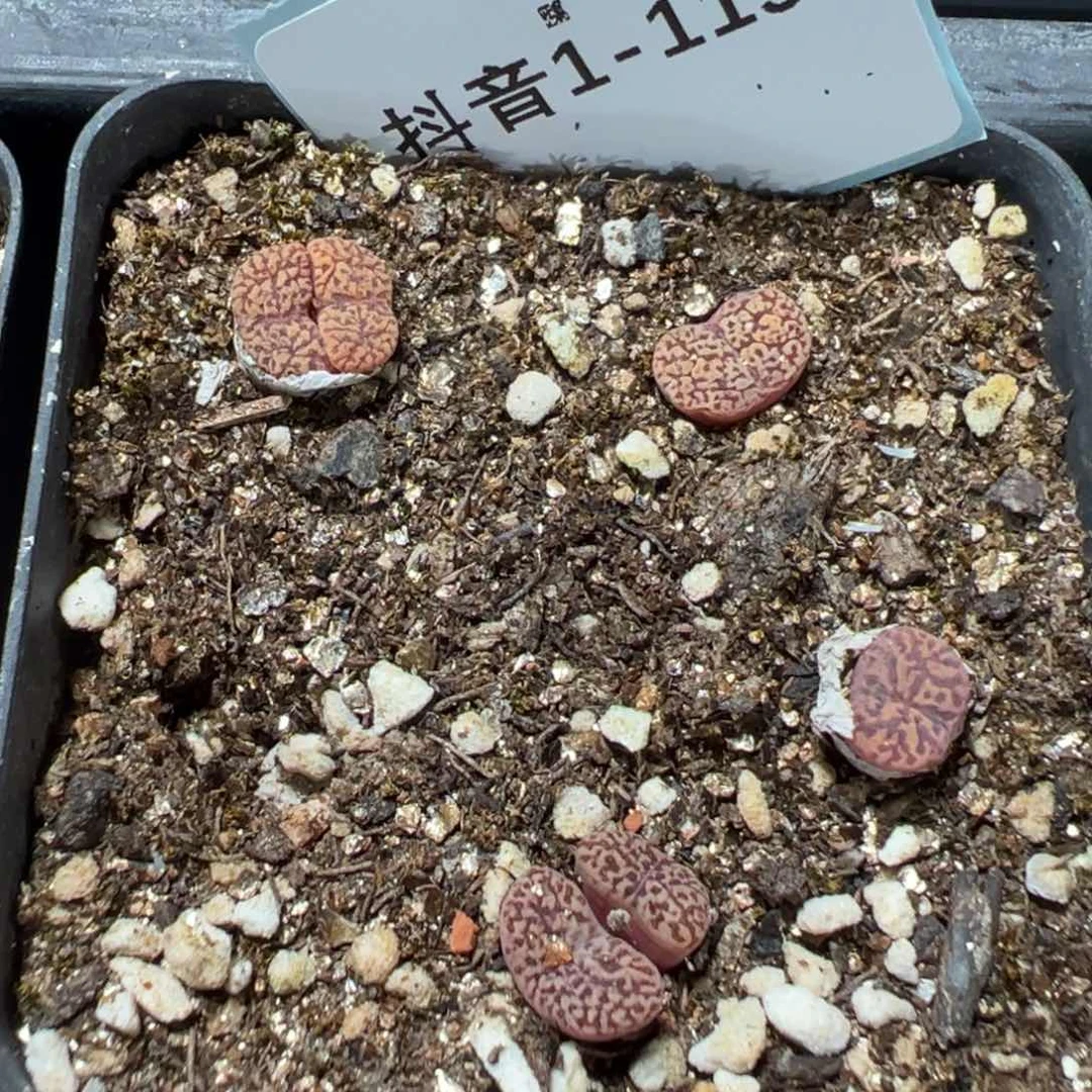 1-119肉锥多肉植物,