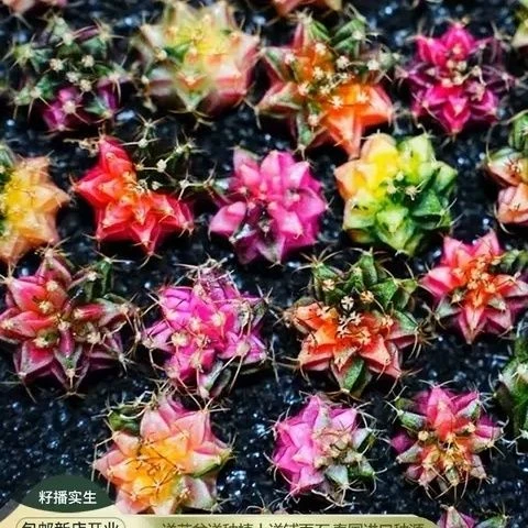 泰国进口米哈洛维奇仙人球绯牡丹锦多肉植物实生精品稀有室内盆栽