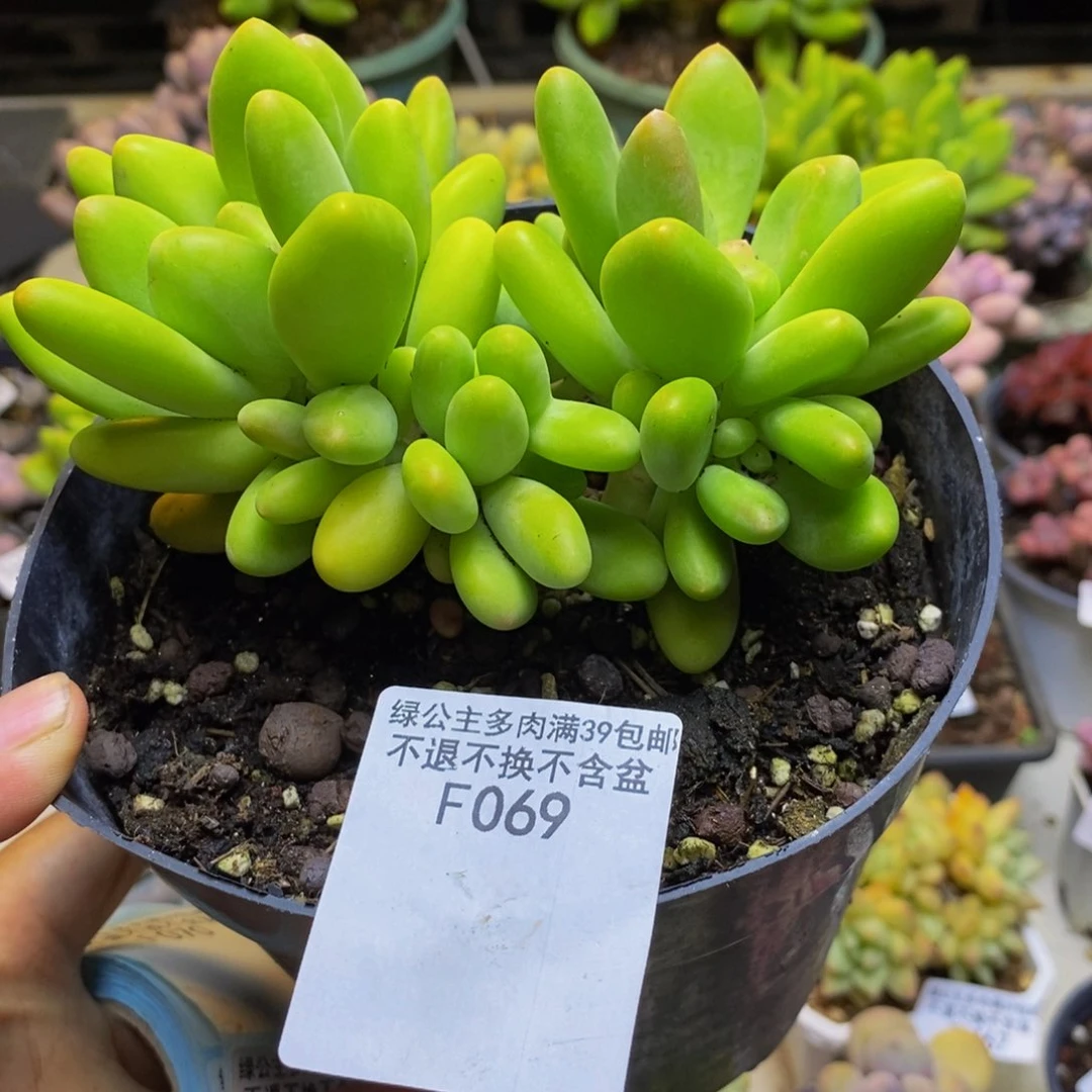 069金蟾芒果奶多肉11cm