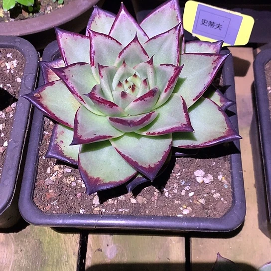 美肉特价活动开始啦