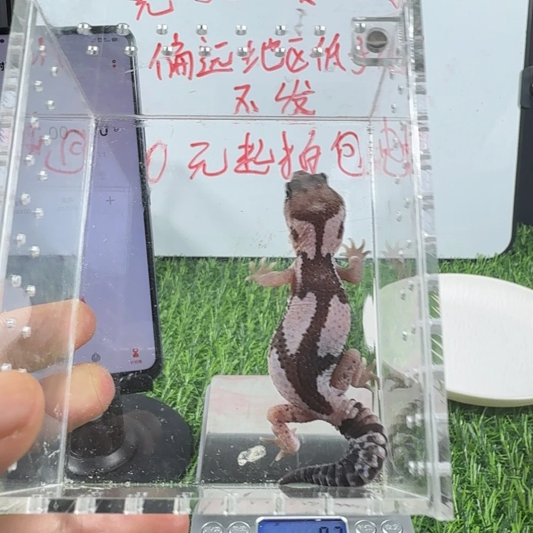 奥祖公温一只亚成