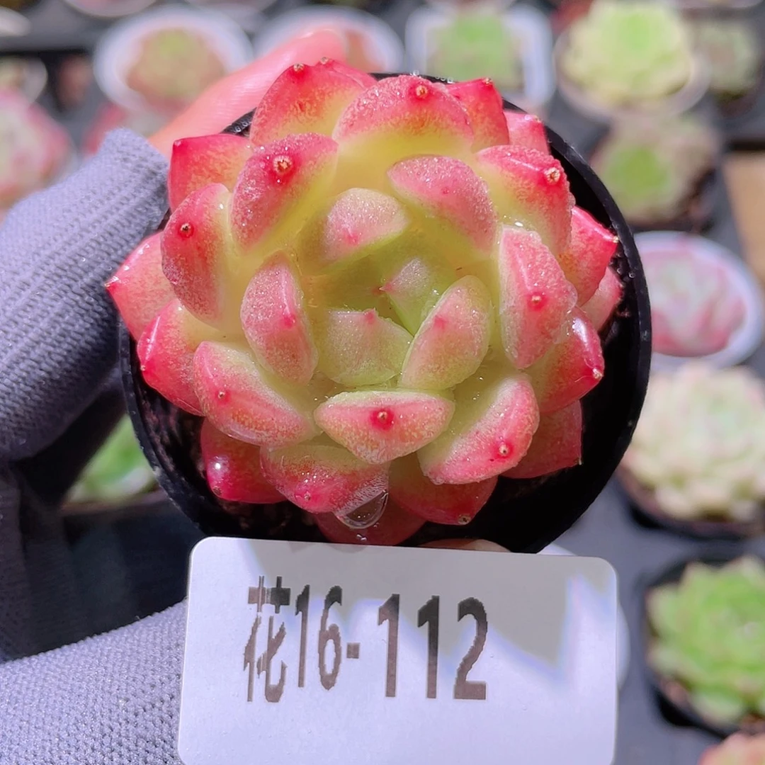 花利美16-112新品