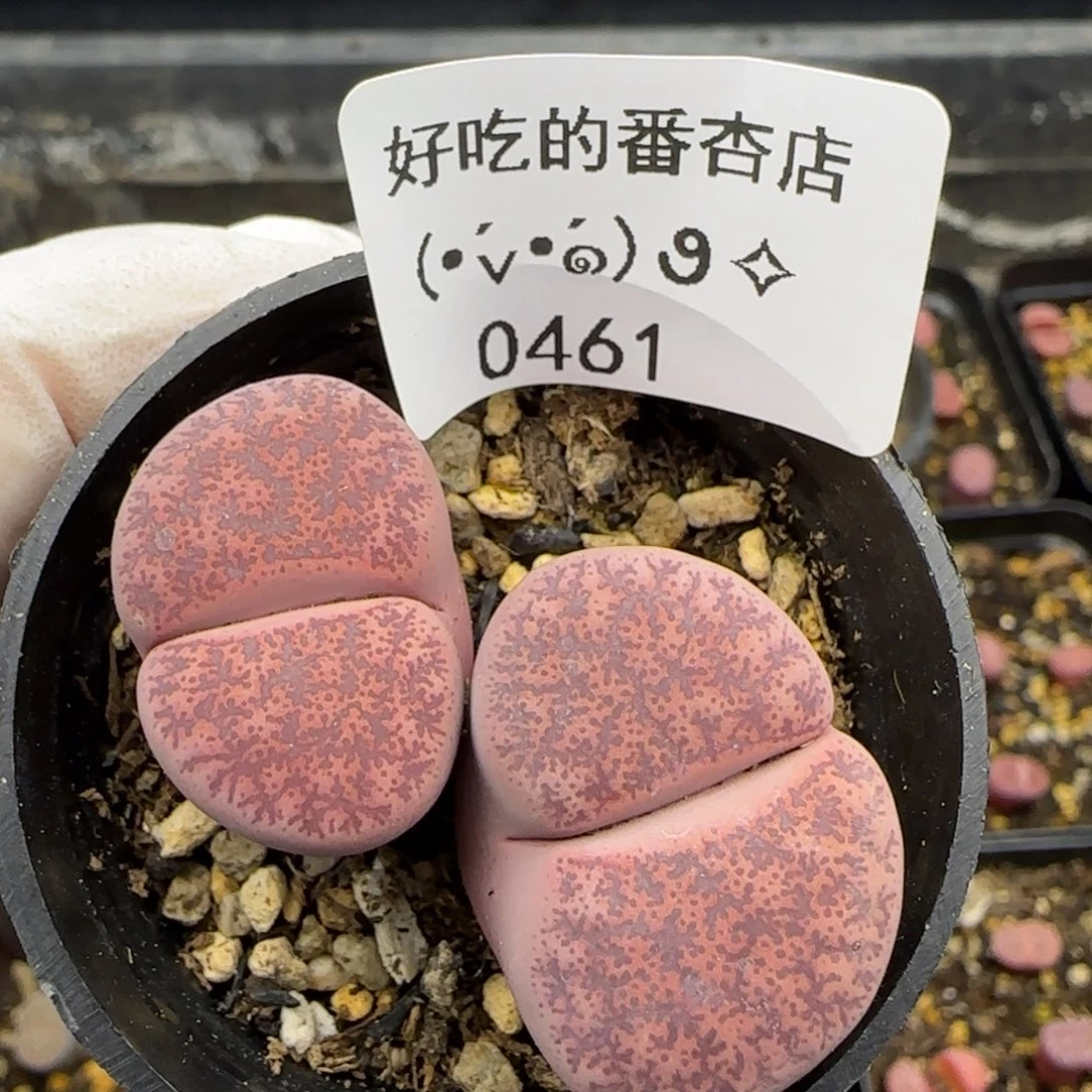 0461。默认脱土。18包邮。偏远88包邮