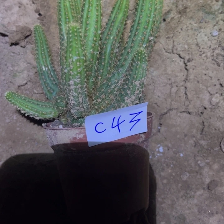 君***开C43自根金妞玫瑰柱35