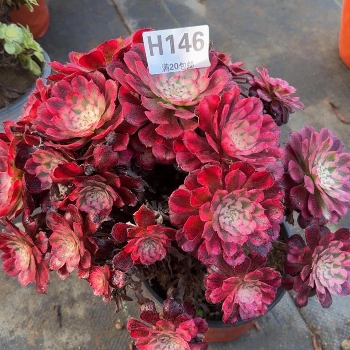 瑞妈多肉植物，146.红铜壶超白锦