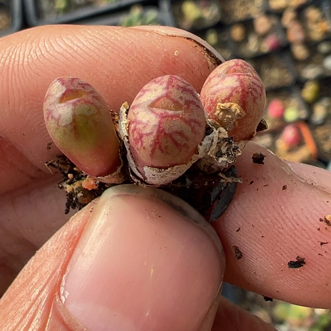 多肉植物1111111111111111