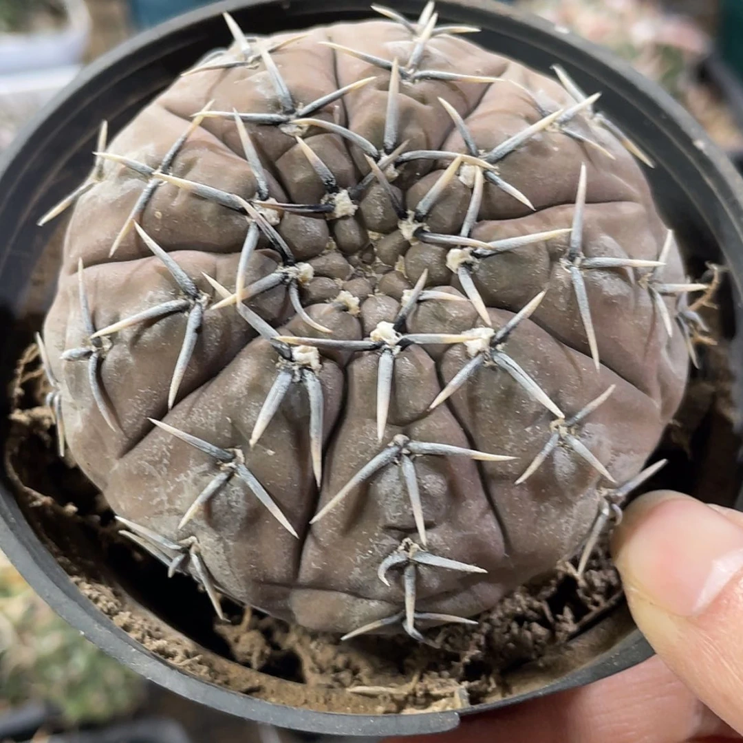 【闪购商品】怪龙丸实生6666