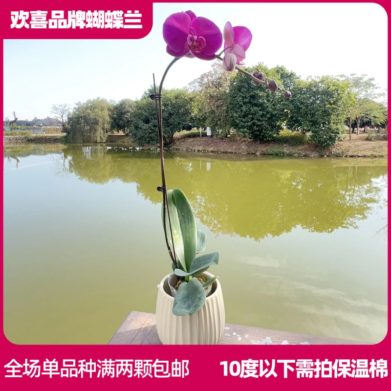 【小辣椒】精品蝴蝶兰鲜花绿植室内花盆景