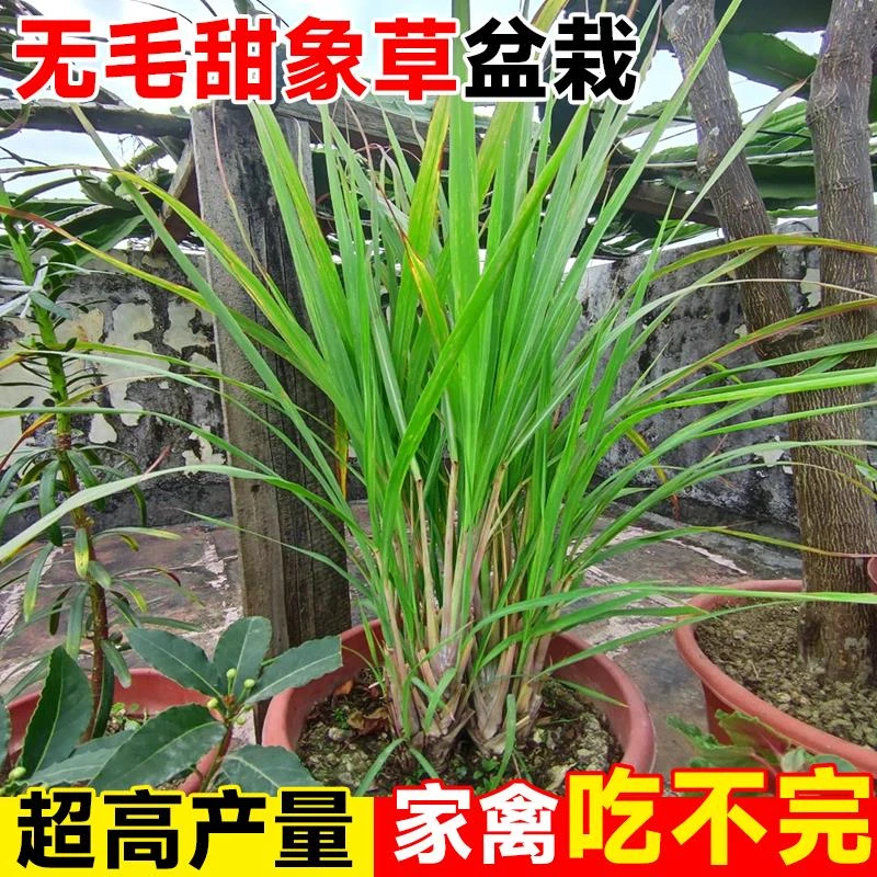 无毛甜象草3号盆栽新鲜柠檬香茅草高产牧草室内外四季种植绿植物