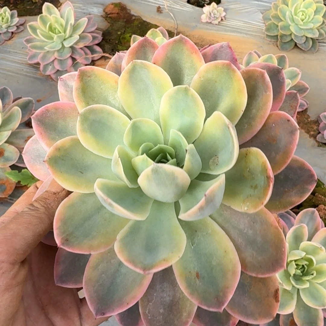 10-103丝绸棉纱锦两颗量拍发货