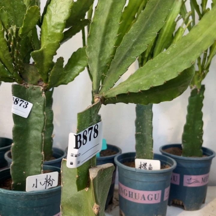 当前无花栽培后可以开花878