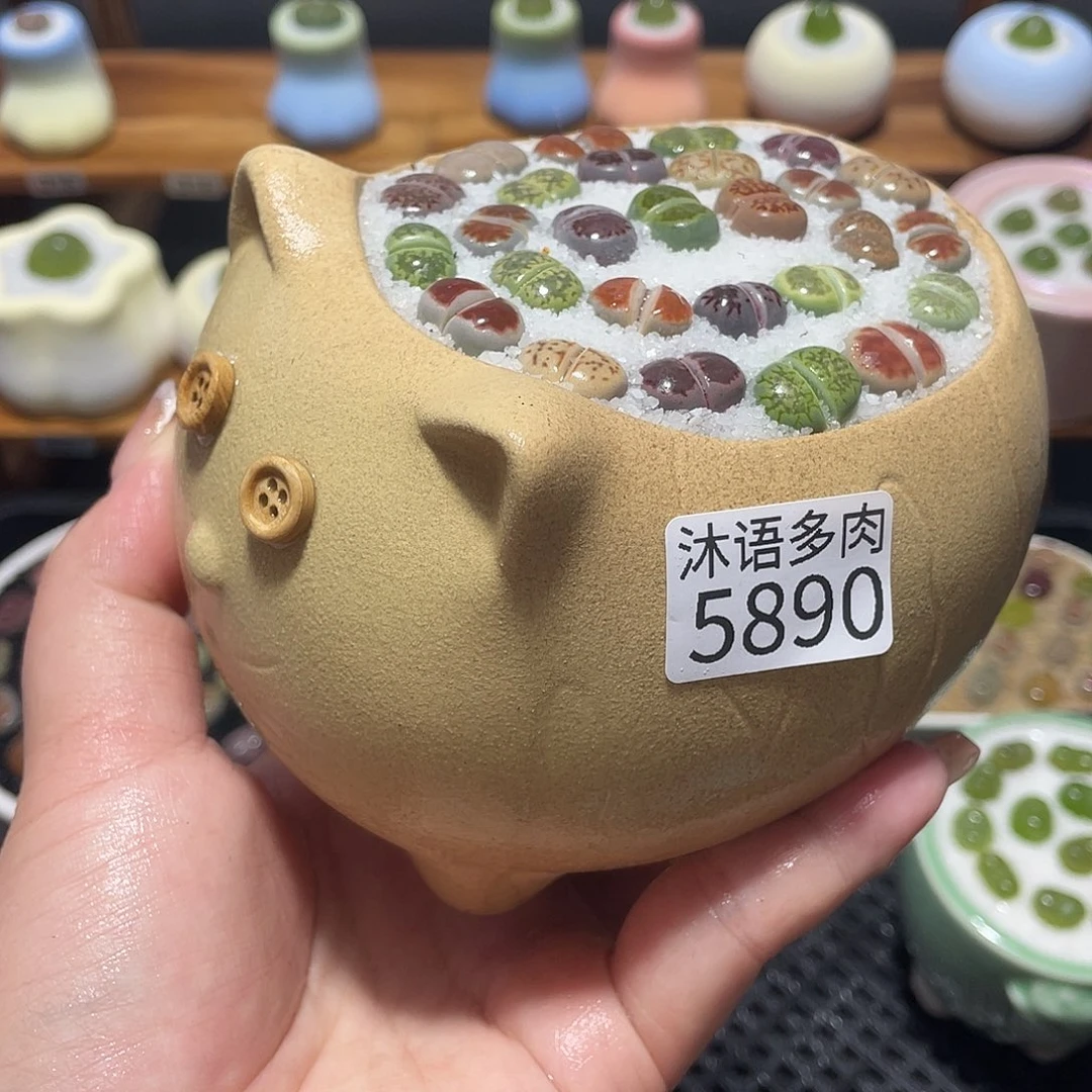 带盆土植物 一物一拍5890