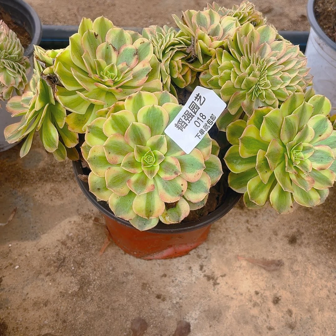 鹏***w雨何缀多肉植物18