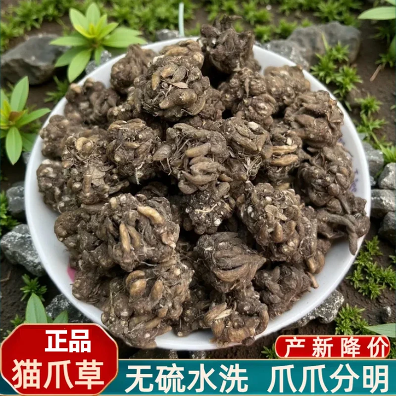 猫爪草中药材深山猫爪草正品猫爪草茶毛爪草猫抓草泡水