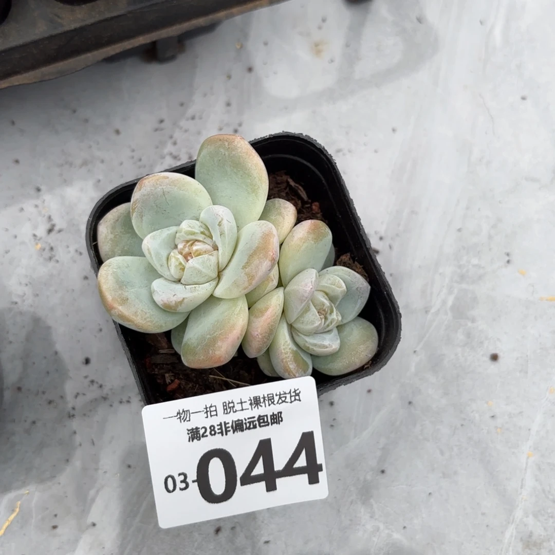 优选糖心多肉多肉多肉