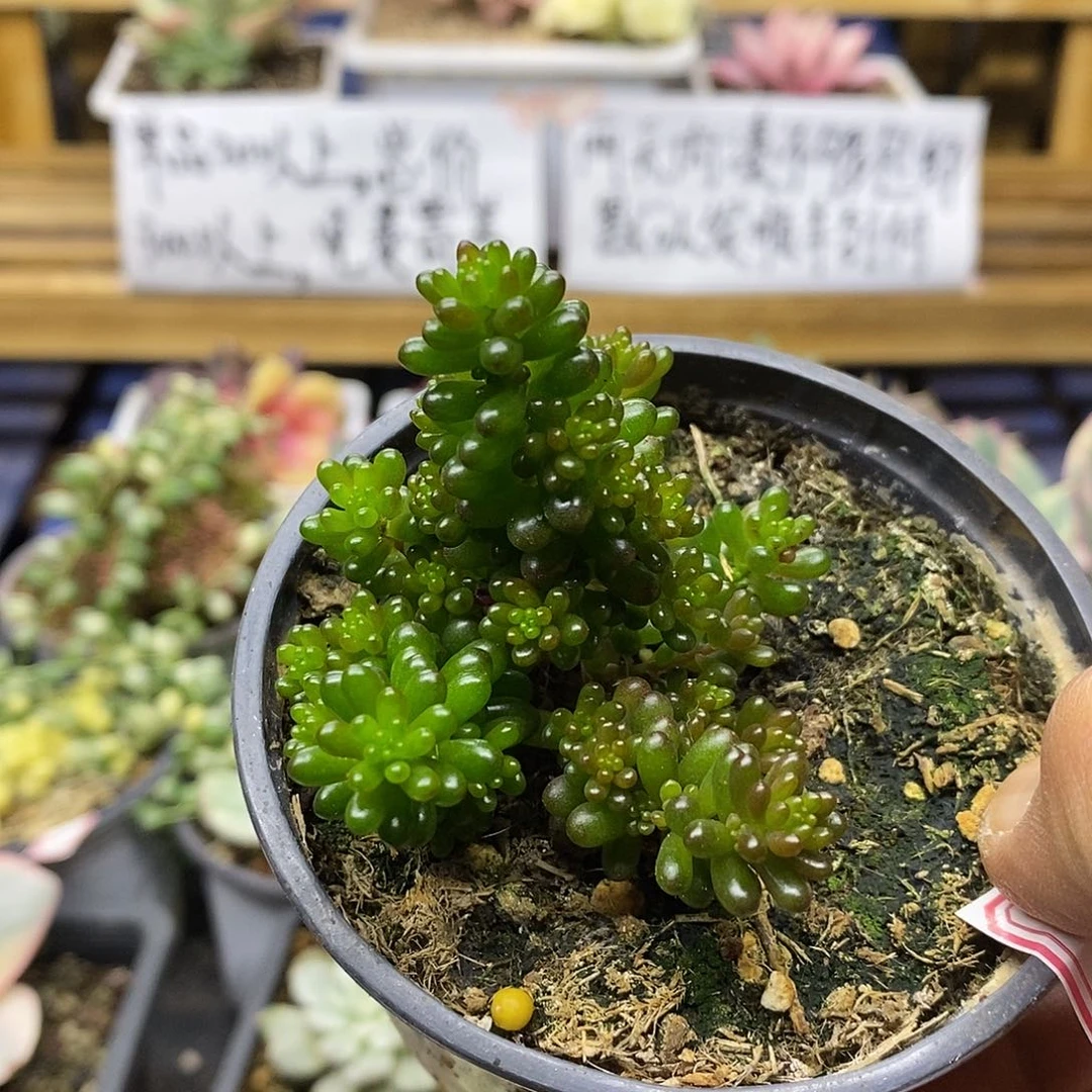 0326 浆果多肉植物