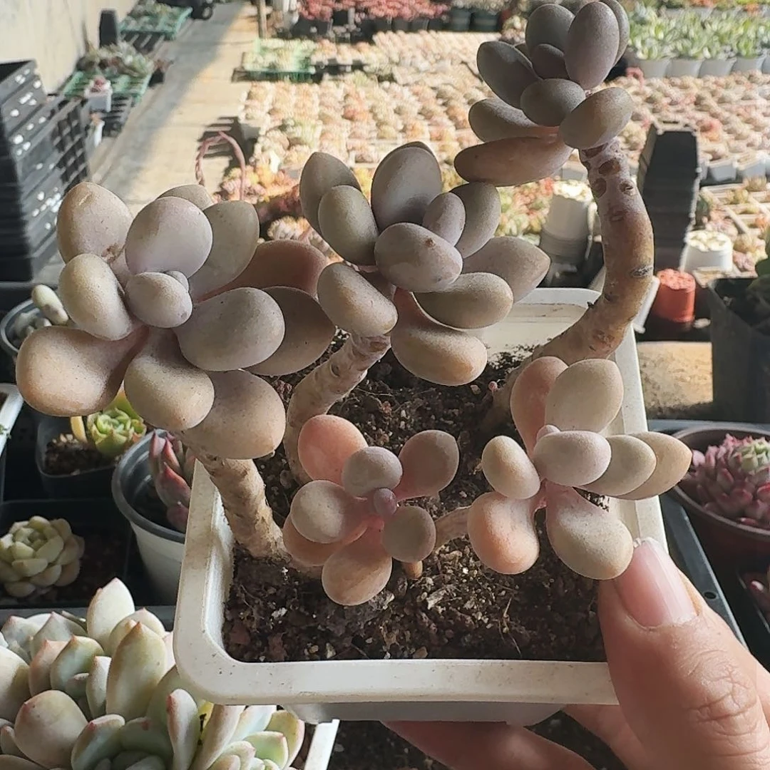 满20包邮零下拍保温箱