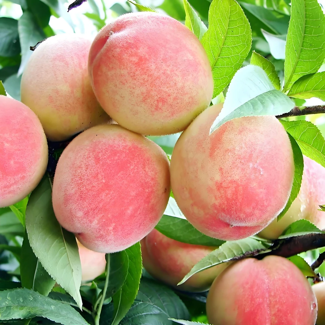 xy水蜜桃应季水果新鲜现摘现发