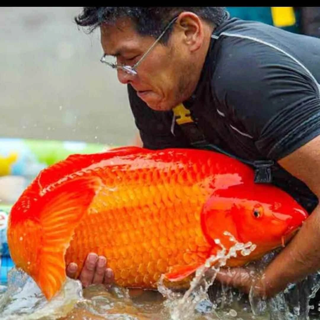 纯种锦鲤活鱼高档大型观赏鱼淡水冷水鱼易养耐活火鲤芒果介子