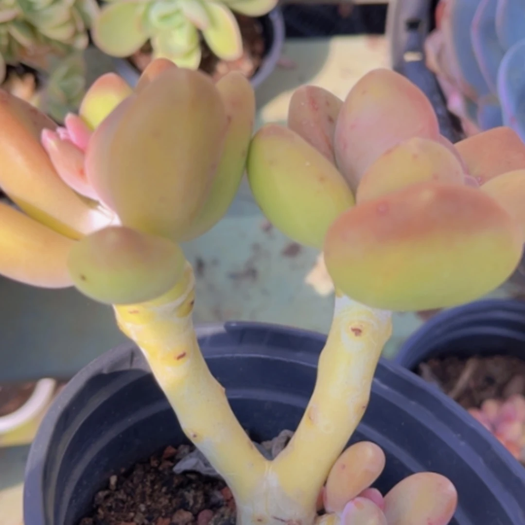 【闪购商品】芒果奶1943