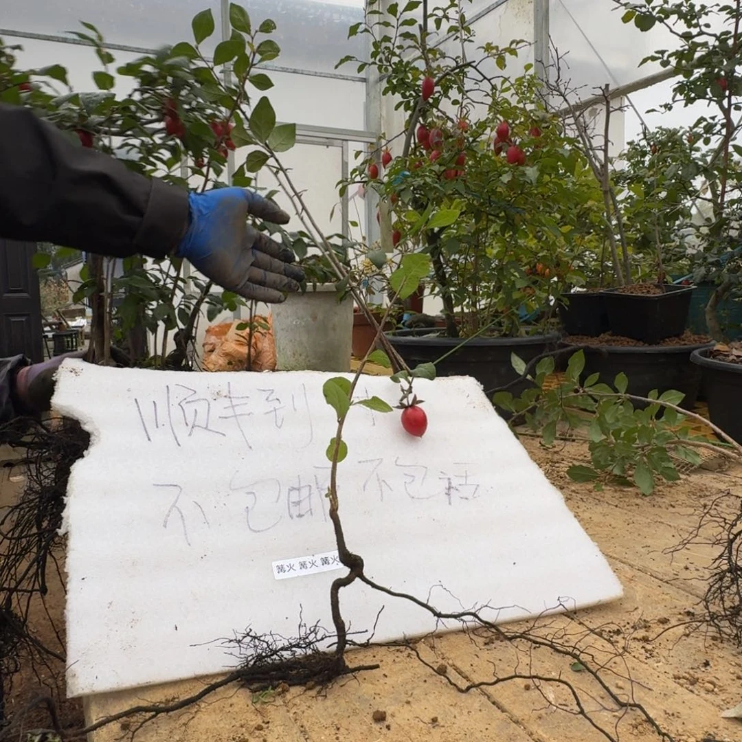 辉***无花朵486顺丰到付不包邮