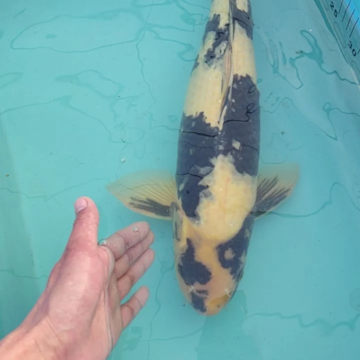 锦鲤白写55公分顺丰包邮