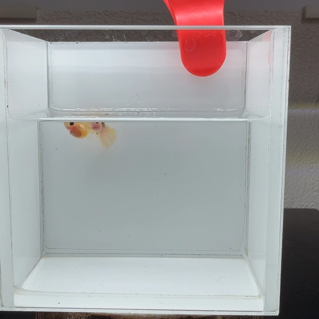 孔雀鱼玻璃猫孔雀鱼28