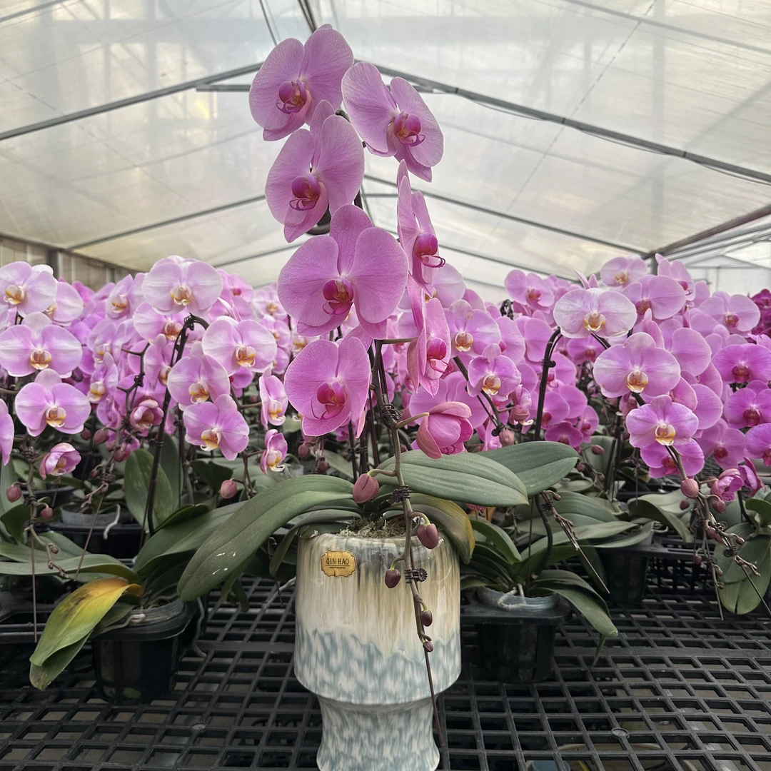 【龙兰】蝴蝶兰