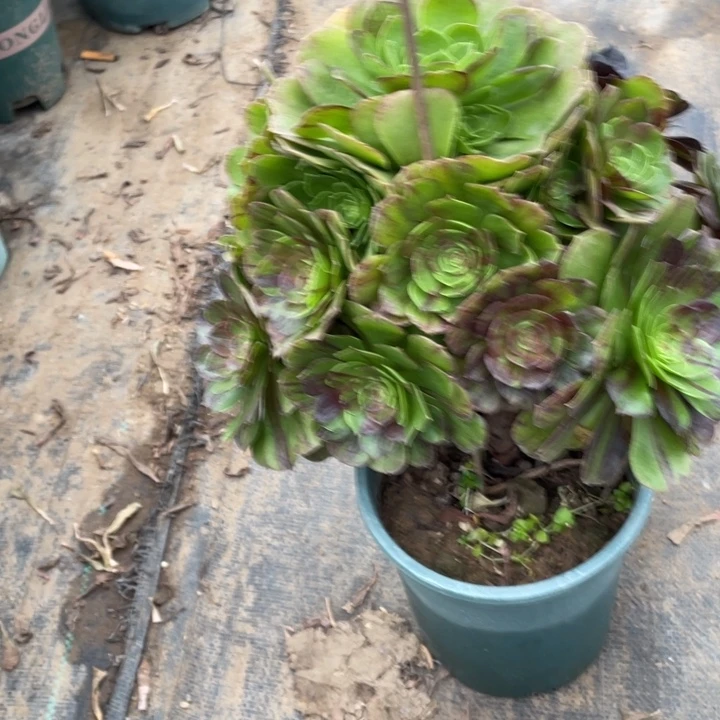 花月夜多肉植物多肉植物45