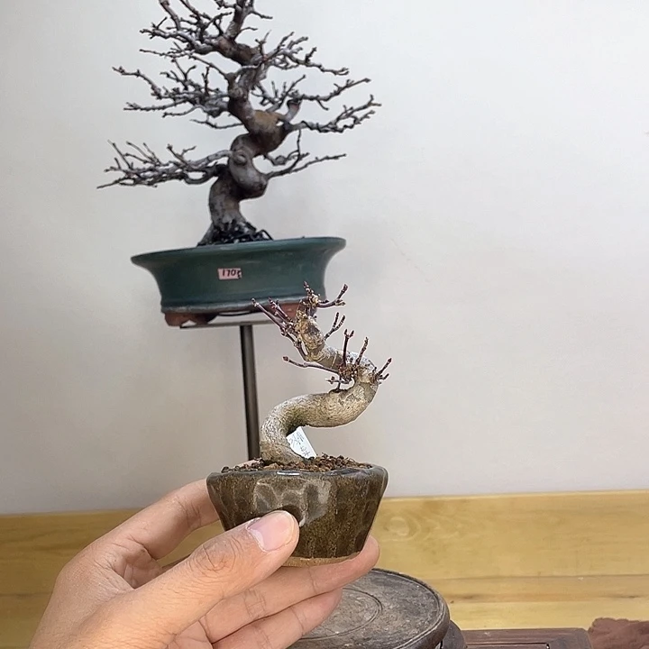 木本血汐红枫盆栽