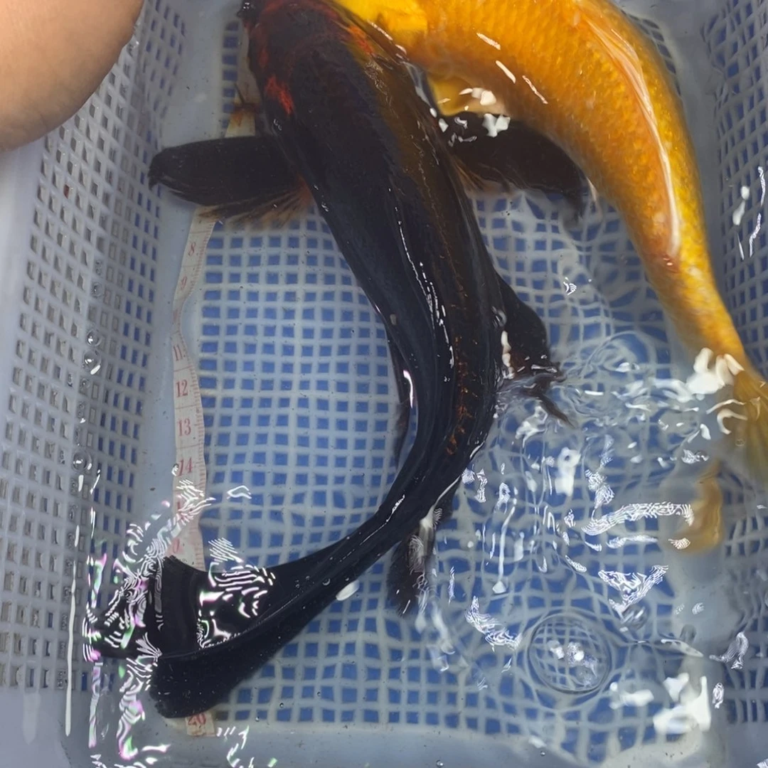 锦鲤冷水锦鲤包邮