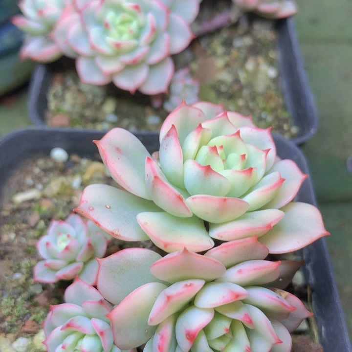 a128戴伦锦三头发货