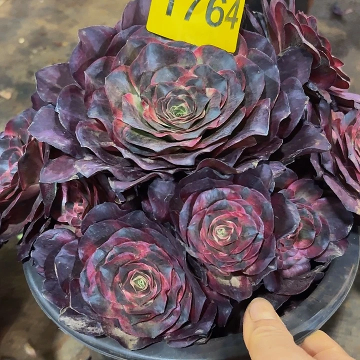 多肉植物福利1764