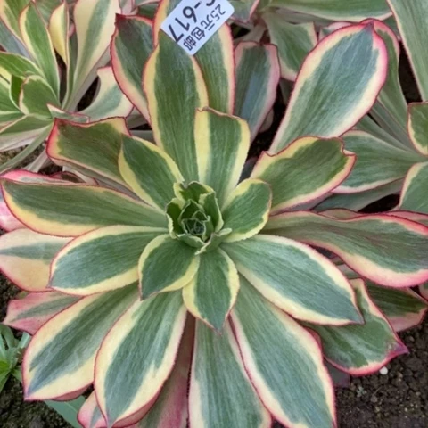 617魅影满25包邮多肉