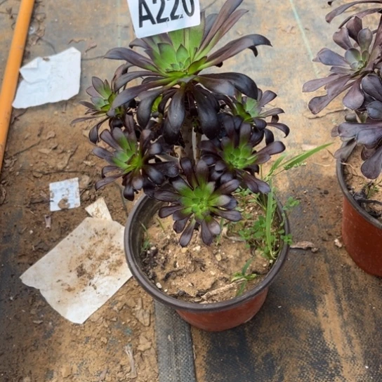 220魔法师不包断枝