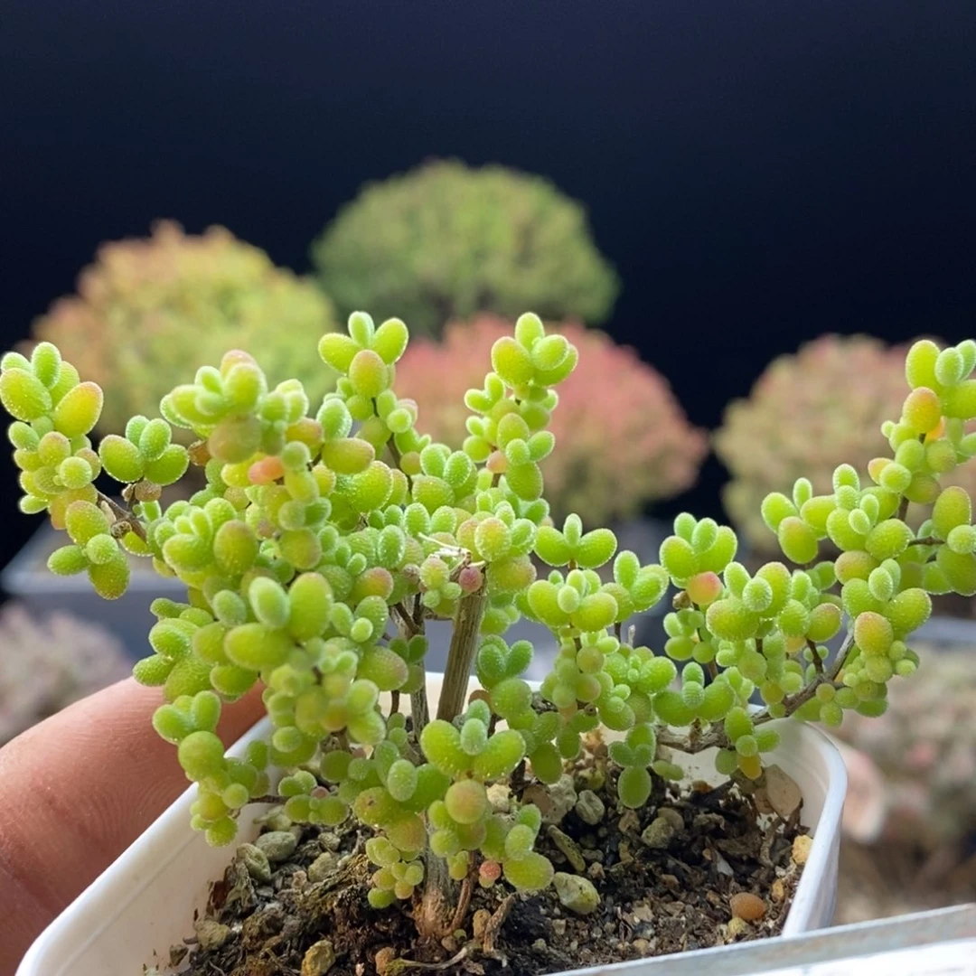 901蜜橘糖球，。